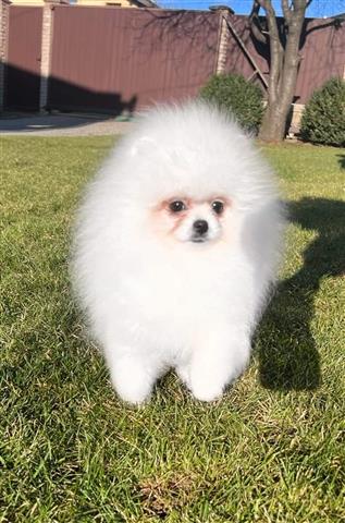 $500 : pomeranian puppies for sale image 3