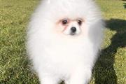 $500 : pomeranian puppies for sale thumbnail