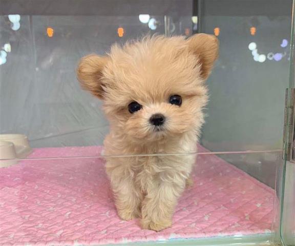 $200 : Cute teacup poodle image 1