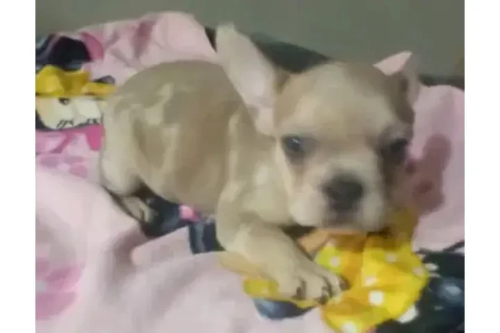 :  🐶 ¡PERRITOS EN VENTA! 🐾 image 3