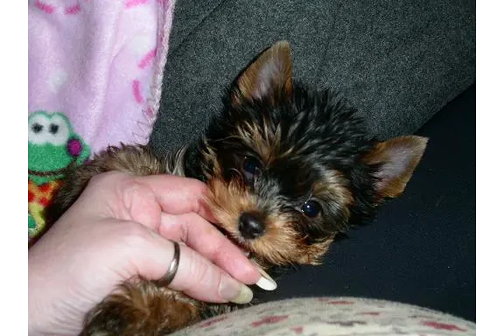 $100 : Adopt tcup yorkie puppies image 1