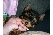 Adopt tcup yorkie puppies en Shreveport