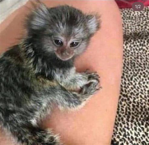 $800 : Adorable spider baby monkey image 1