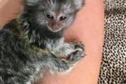 Adorable spider baby monkey en Ponce