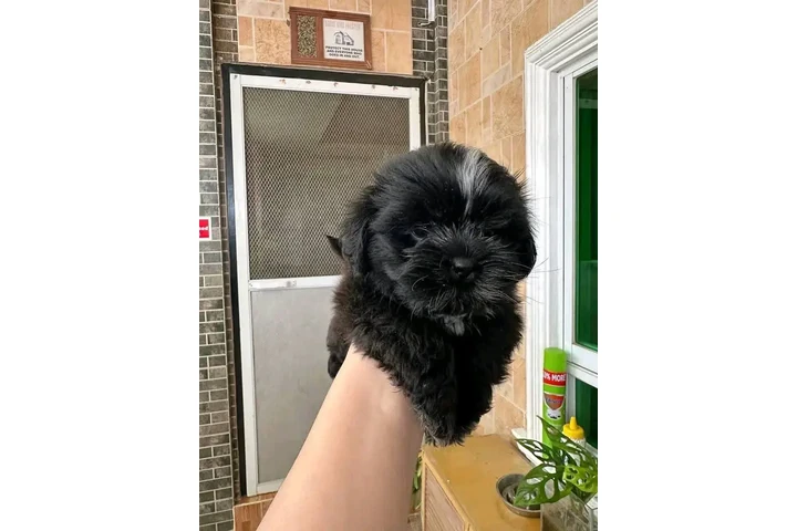 $350 : Cachorros Shihtzu en venta image 3
