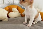femal chihuahua puppy for sale