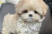 $400 : Pomeranian puppies Maltese thumbnail