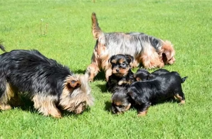 Cachorro yorkshire terrier min image 1