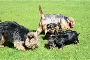 Cachorro yorkshire terrier min en Newark