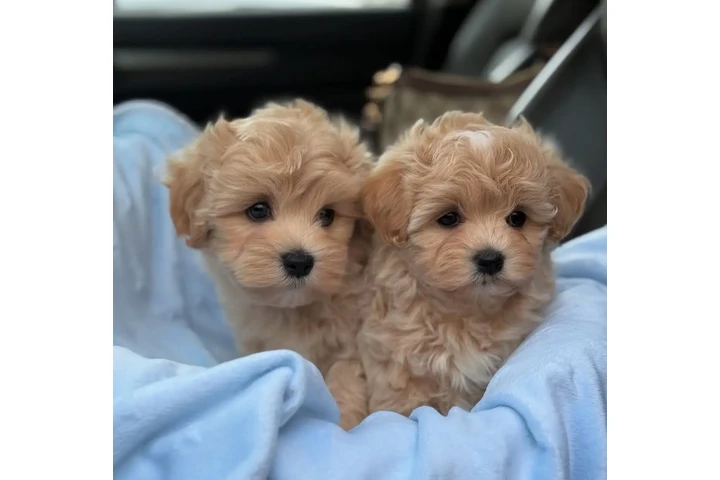 $550 : Maltipoo puppies image 1