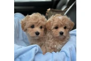 Maltipoo puppies en Los Angeles