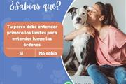 Escuela canina a domicilio en Guadalajara