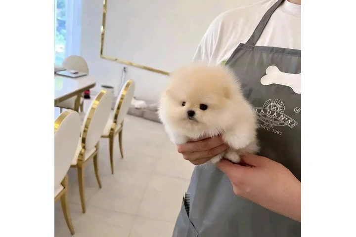 $350 : Pomeranian puppies image 1