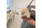 Pomeranian puppies en Los Angeles