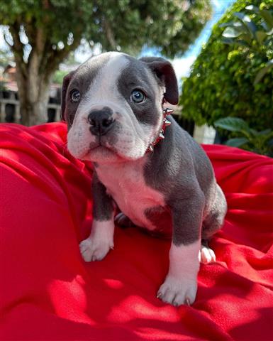 $350 : Cachorrita American Bully image 3