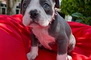 $350 : Cachorrita American Bully thumbnail