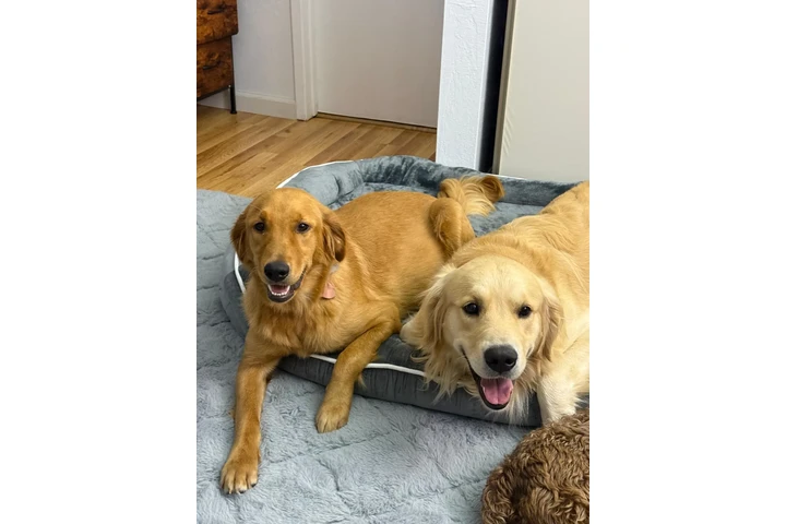 $700 : Tengo cachorros golden retriev image 4