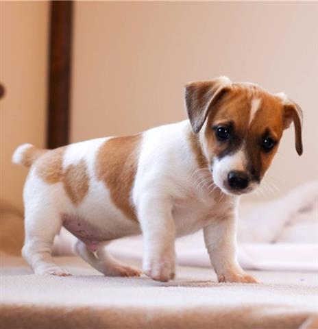 $500 : Jack russell terrier cachorro image 1