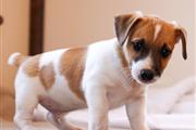 Jack russell terrier cachorro