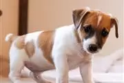 $500 : Jack russell terrier cachorro thumbnail