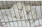 $350 : cachorros de Pomerania thumbnail