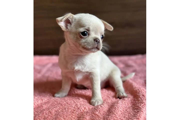 $250 : Cute Chihuahuas Available image 2