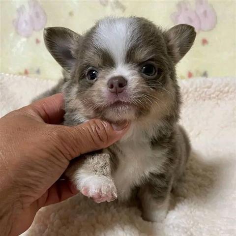 $250 : Chihuahua Puppies for sale image 2