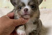 $250 : Chihuahua Puppies for sale thumbnail