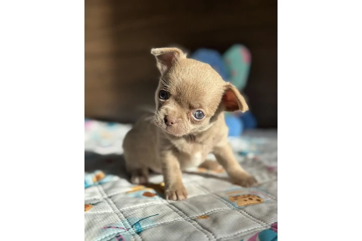 $400 : Chihuahua puppies image 7