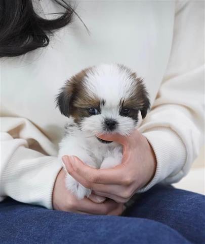 $350 : Maltipoo puppy for adoption image 2