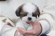 $350 : Maltipoo puppy for adoption thumbnail