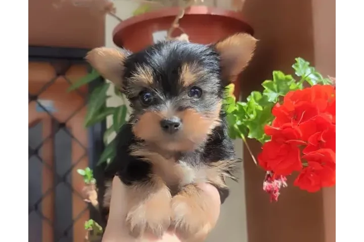 $1500000 : Perritos Yorkie Hermosos image 1