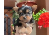 Perritos Yorkie Hermosos en Medellin