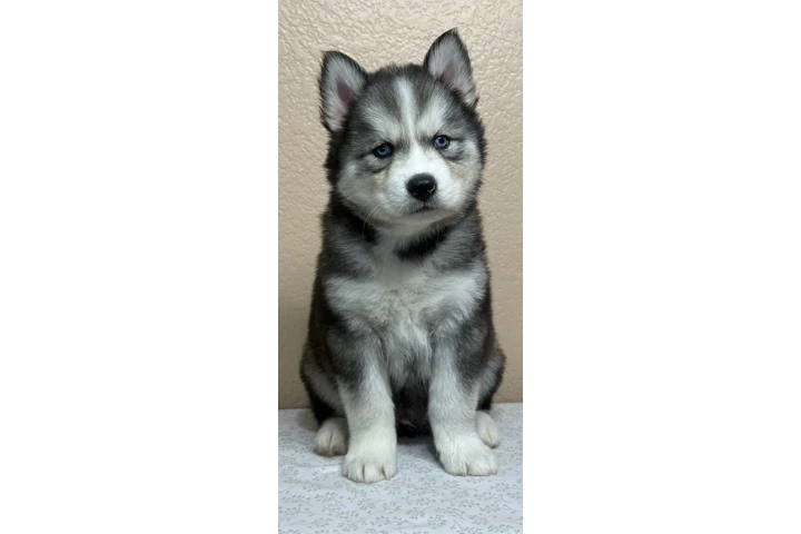 $400 : Siberian Husky image 2
