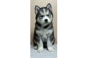 $400 : Siberian Husky thumbnail