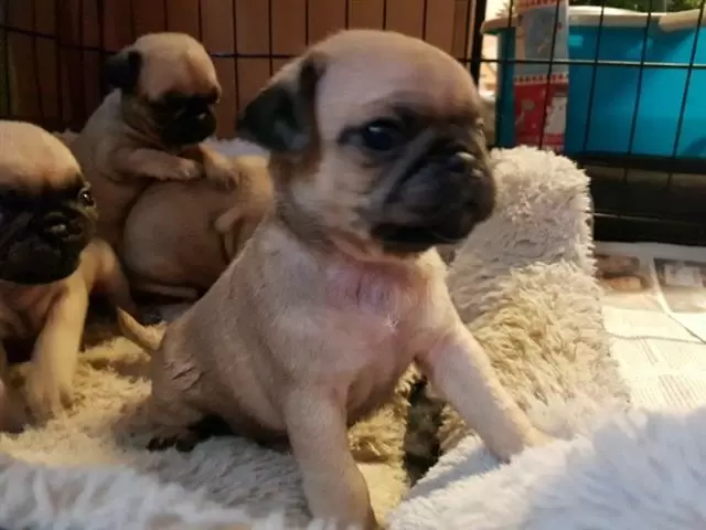 $350 : Cachorros Pug para Adoptioin image 1