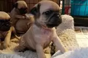 Cachorros Pug para Adoptioin