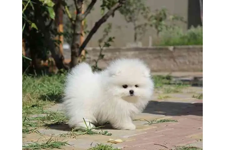 $450 : Cachorros de Pomerania image 2