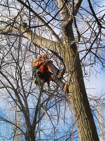 ¡¡BETTER TREE MAINTENANCE!! image 4