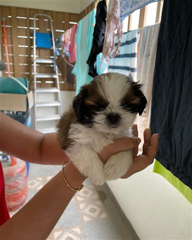 $350 : cachorro shih tzu image 1