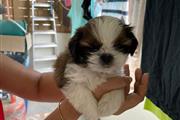 $350 : cachorro shih tzu thumbnail