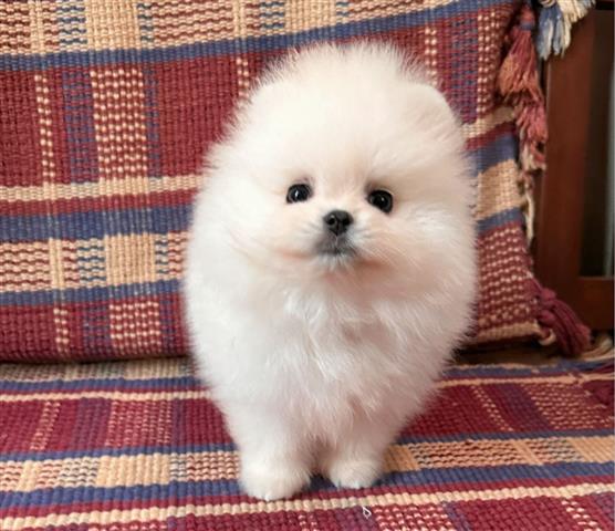 $250 : Selling Pomeranian Pup's image 3