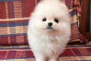 $250 : Selling Pomeranian Pup's thumbnail