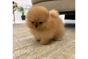 $300 : Pomeranian puppie thumbnail