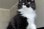 main coon Om para adopci thumbnail