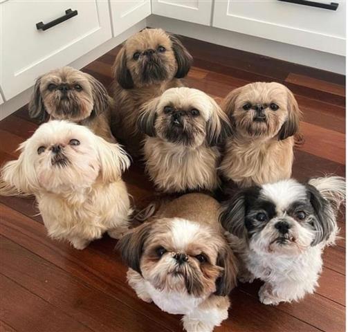 $500 : Shih Tzu Puppies Available image 1
