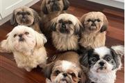 Shih Tzu Puppies Available en Anchorage