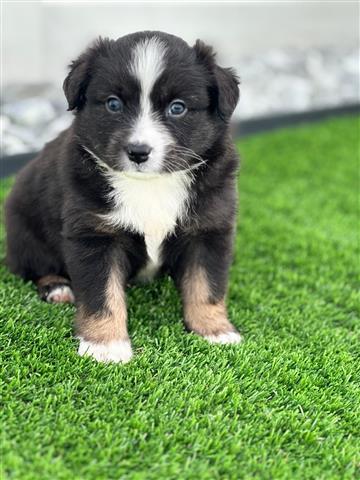 $1000 : Australian Shepher image 2