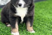 $1000 : Australian Shepher thumbnail