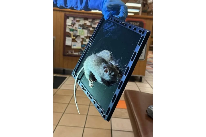 ¡Elimina plagas rápido! image 2